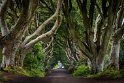 23 Dark Hedges